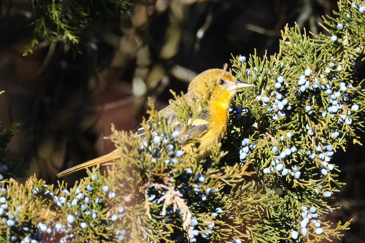 ボルチモアムクドリモドキ - ML646821369