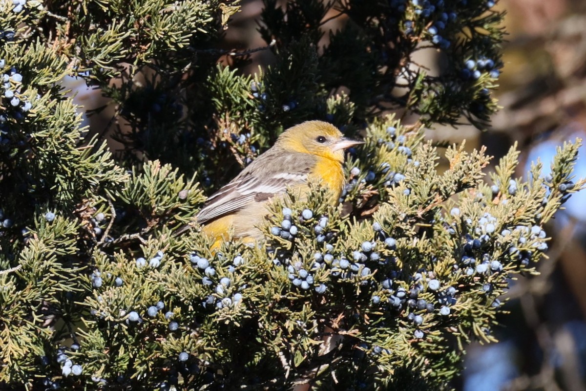 Baltimore Oriole - ML646821370