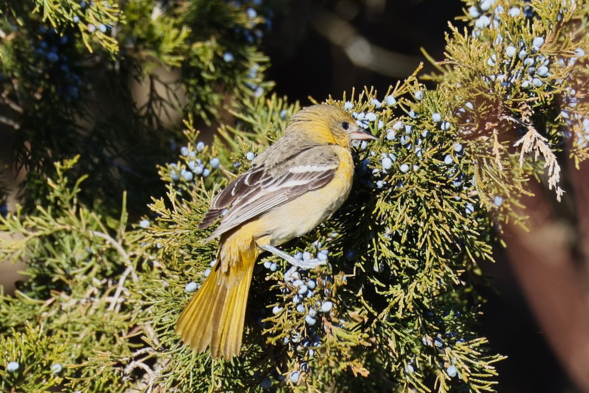 Baltimore Oriole - ML646821371