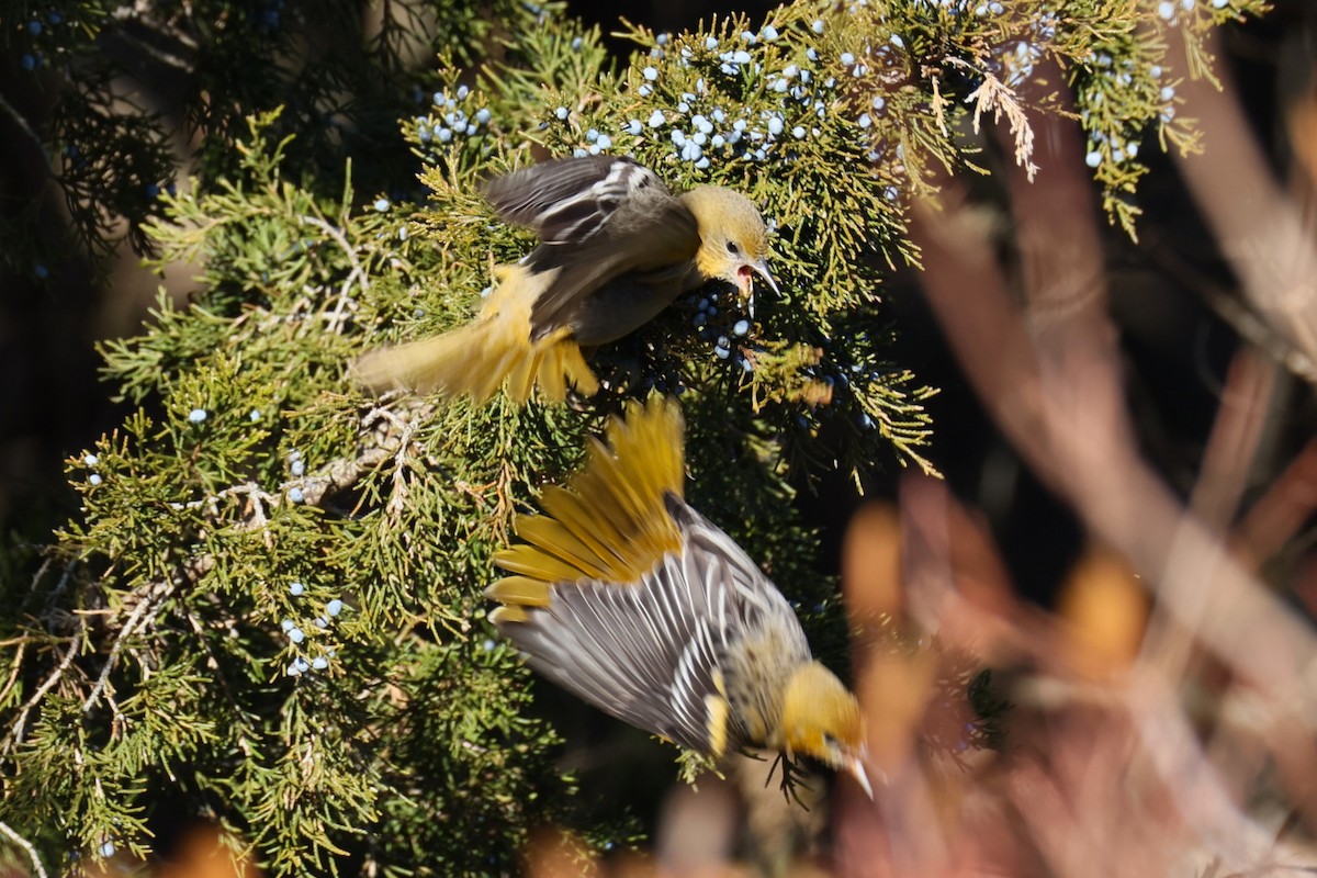 Baltimore Oriole - ML646821372