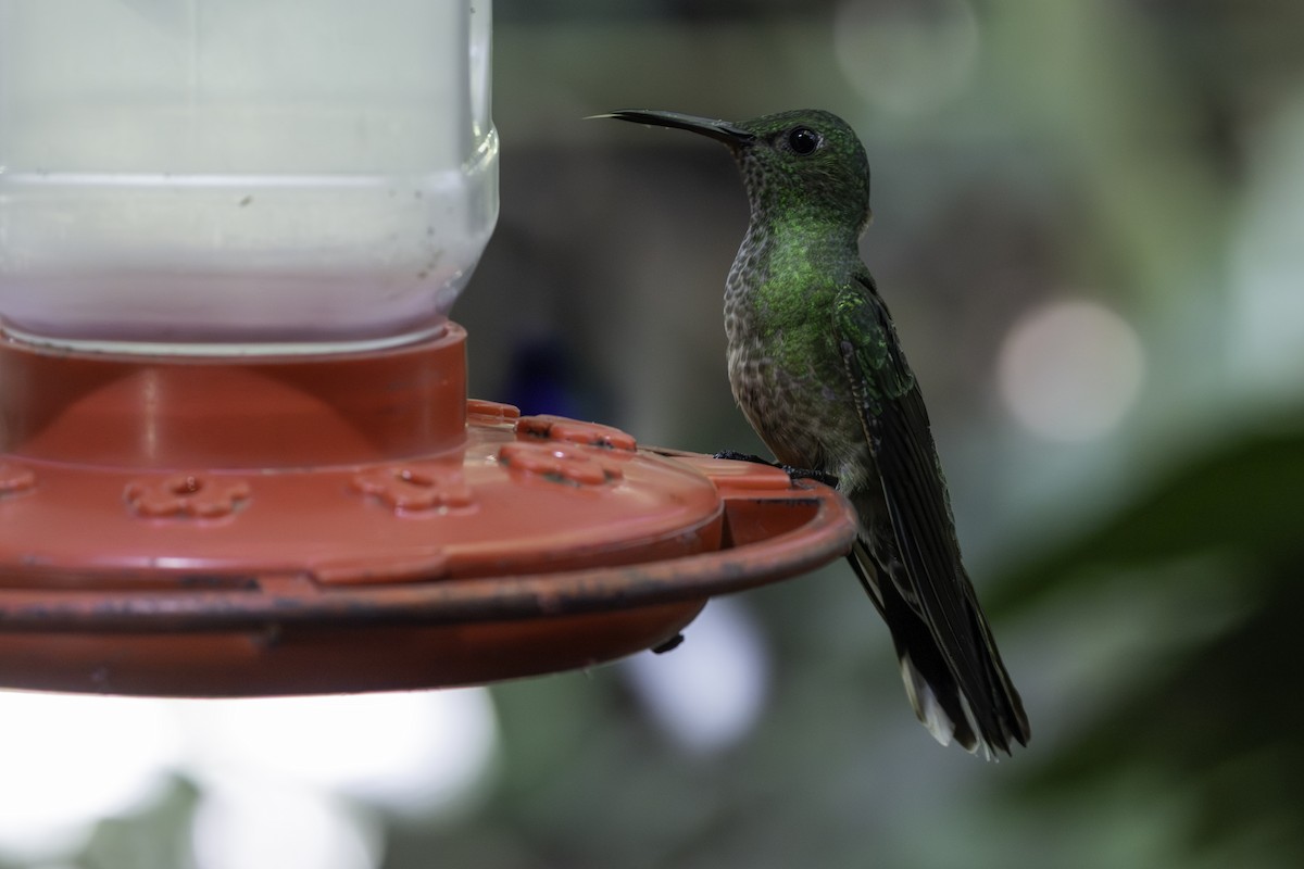 Scaly-breasted Hummingbird - ML646821373