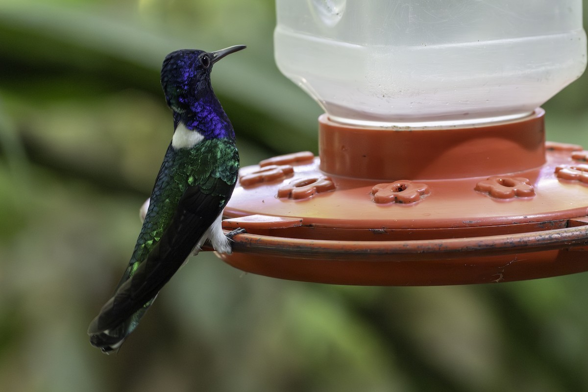 White-necked Jacobin - ML646821374