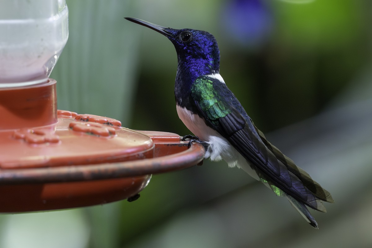 White-necked Jacobin - ML646821375