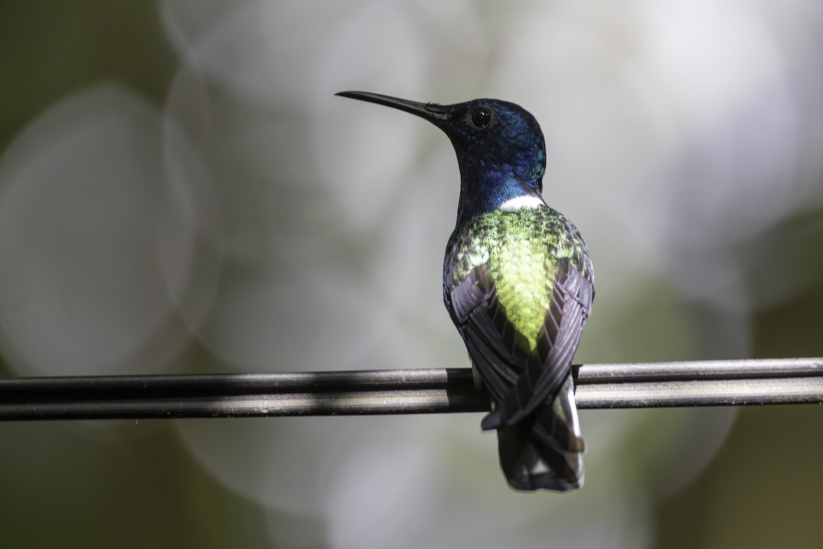 White-necked Jacobin - ML646821376