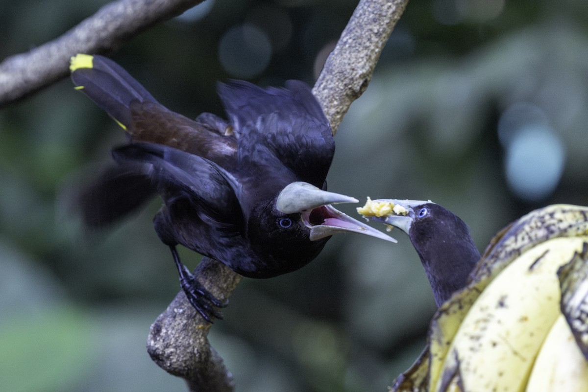 White-necked Jacobin - ML646821377