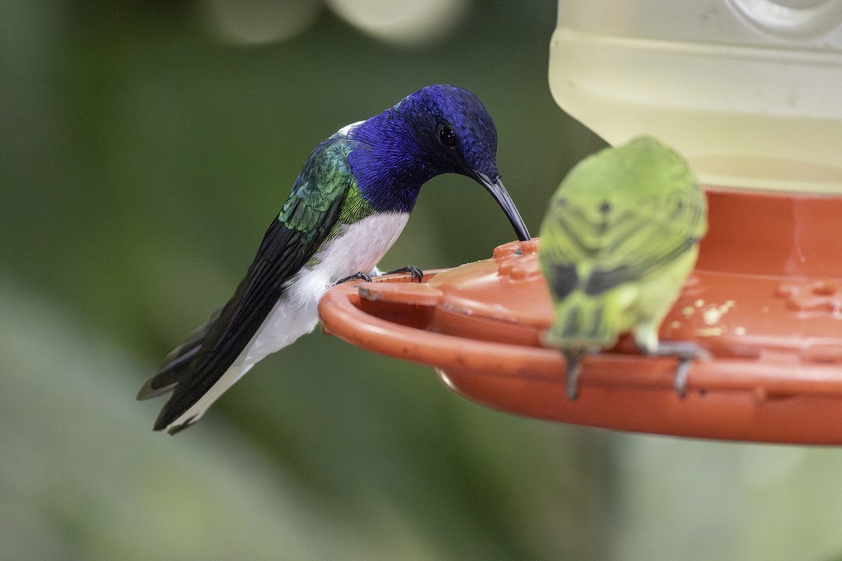 White-necked Jacobin - ML646821378