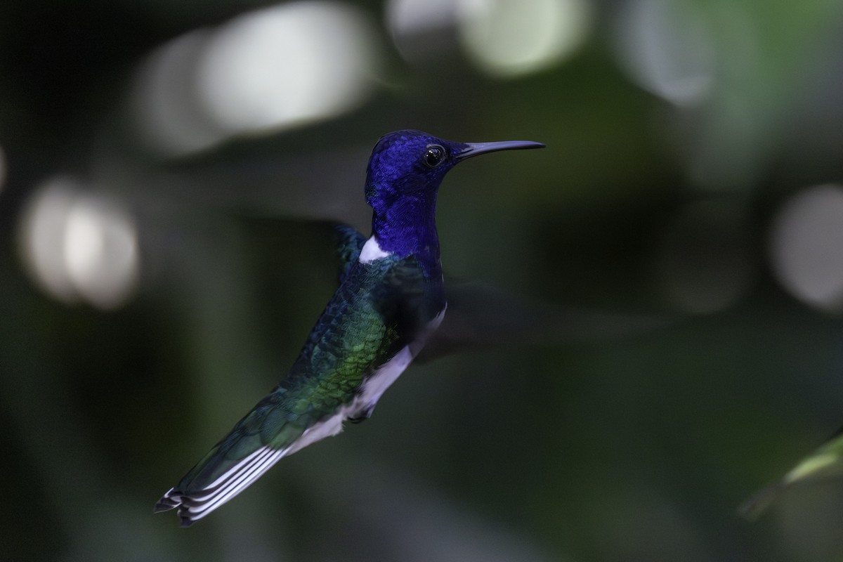 White-necked Jacobin - ML646821379