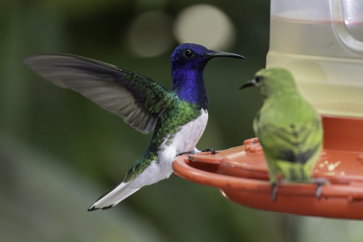 White-necked Jacobin - ML646821380