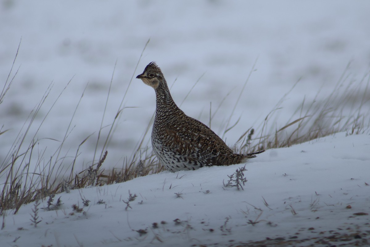 Sharp-tailed Grouse - ML646821381