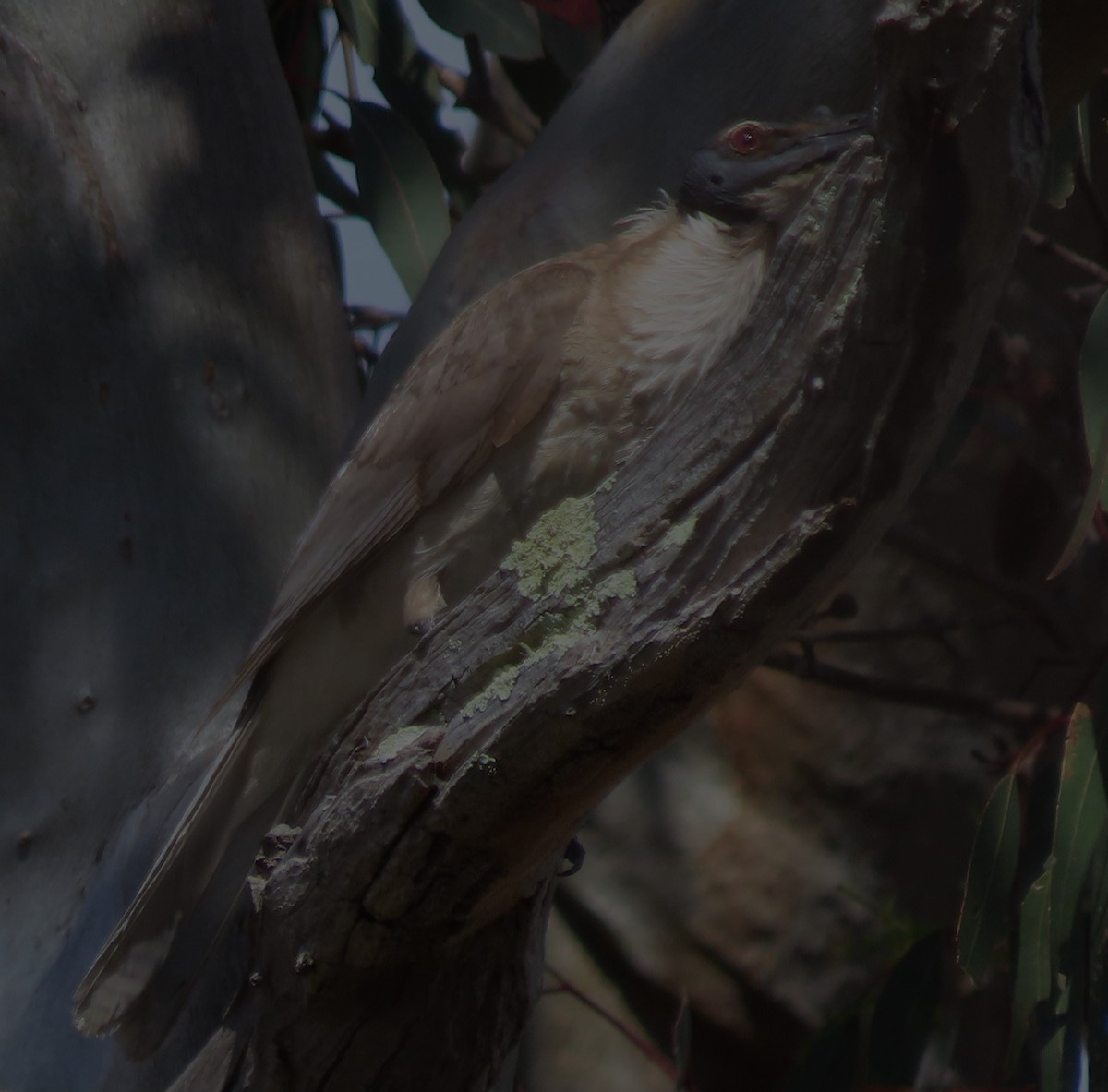 Крикливый кожеголов - ML646821384