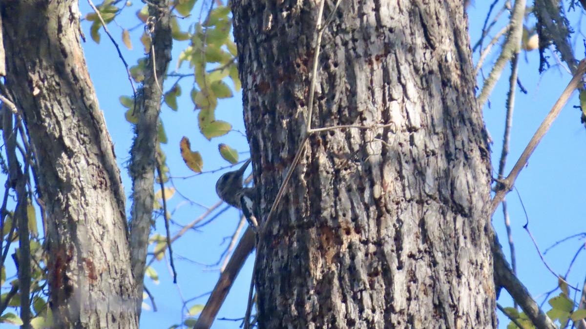 Gelbbauch-Saftlecker - ML646821385