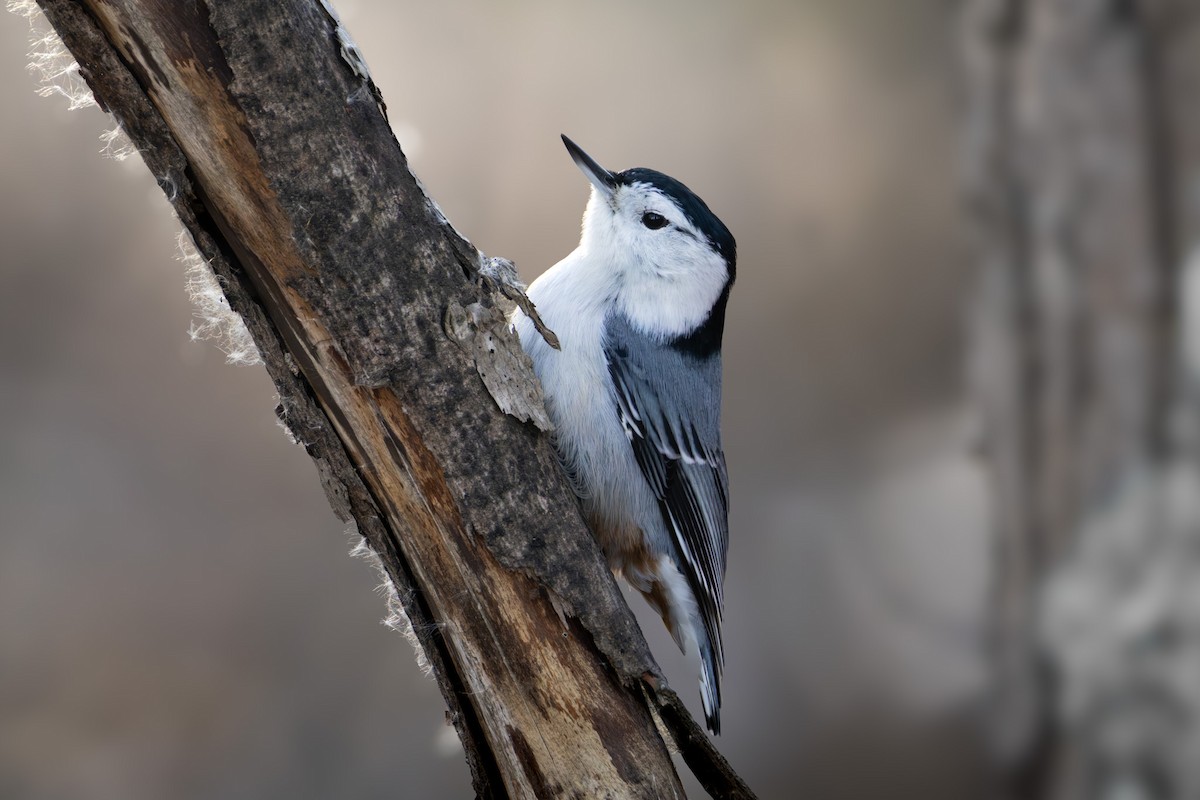 White-breasted Nuthatch - ML646821386