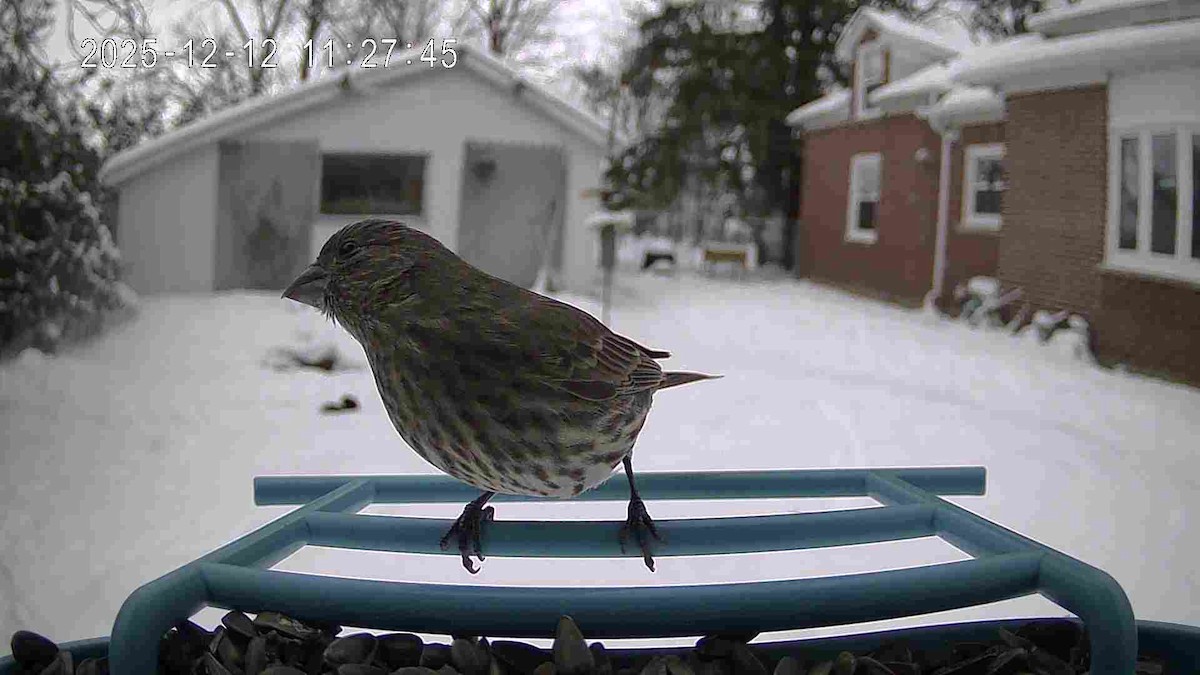 House Finch - ML646821387