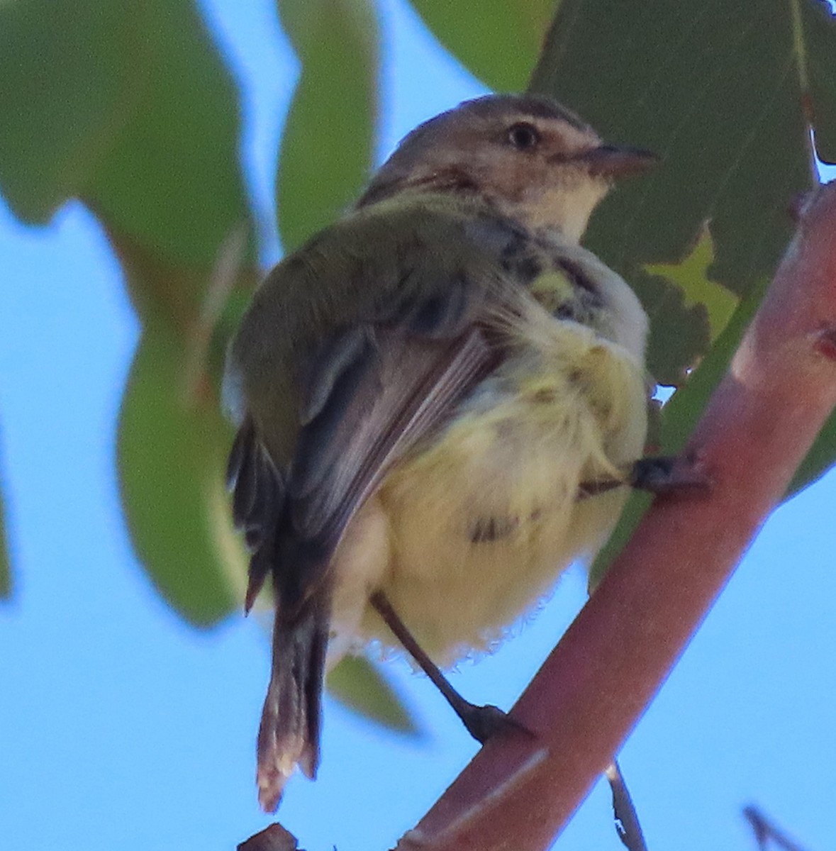 Короткоклювка - ML646821388