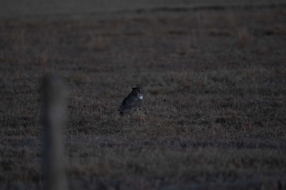 Hontz virginiarra - ML646821389