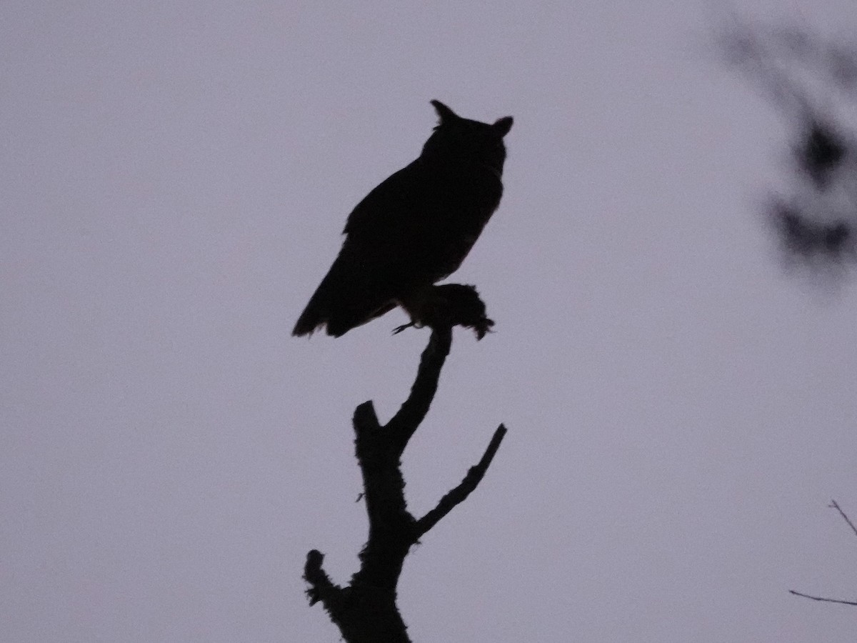 Great Horned Owl - ML646821390