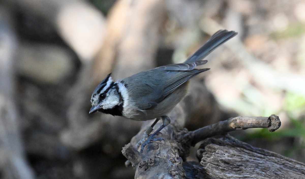Bridled Titmouse - ML646821391