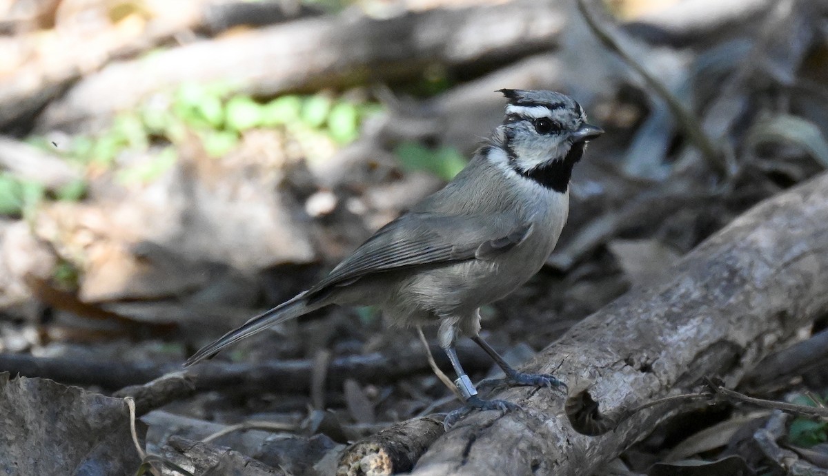 Bridled Titmouse - ML646821392