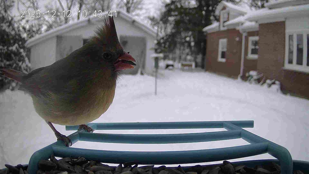Northern Cardinal - ML646821393