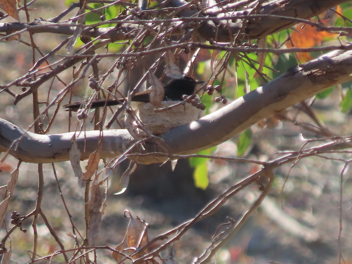 Чёрно-белая веерохвостка - ML646821394