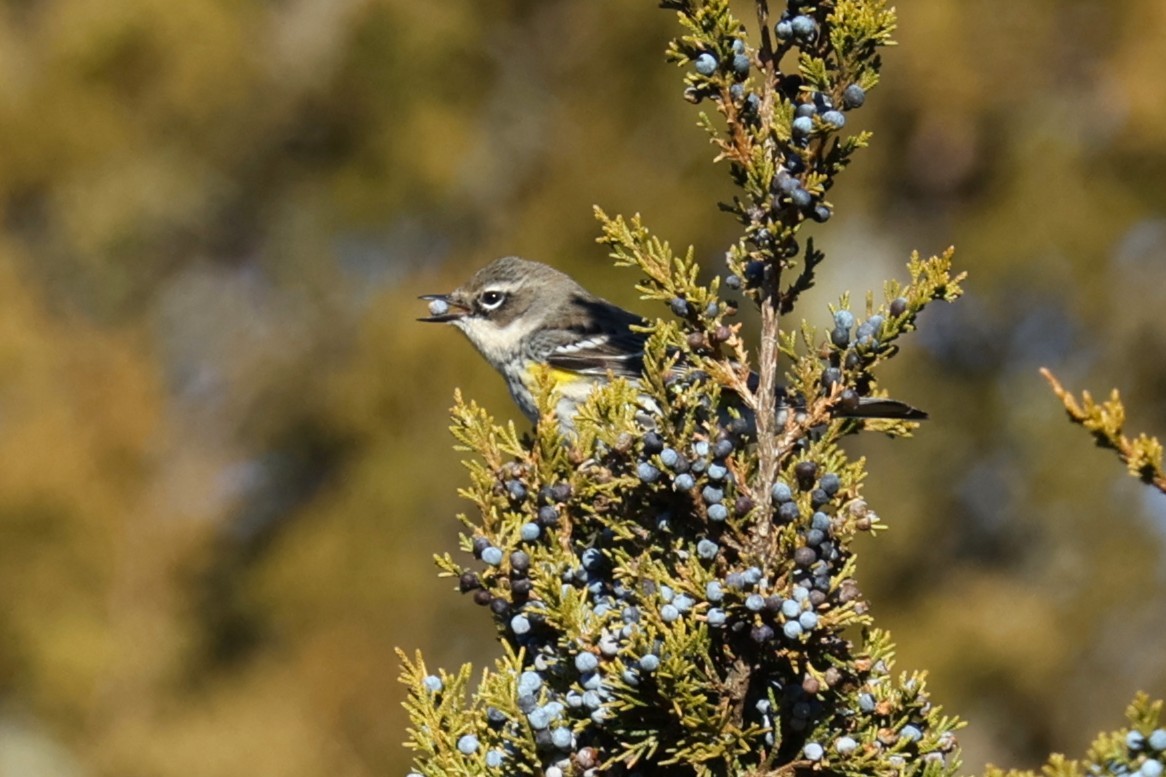 Yellow-rumped Warbler - ML646821396