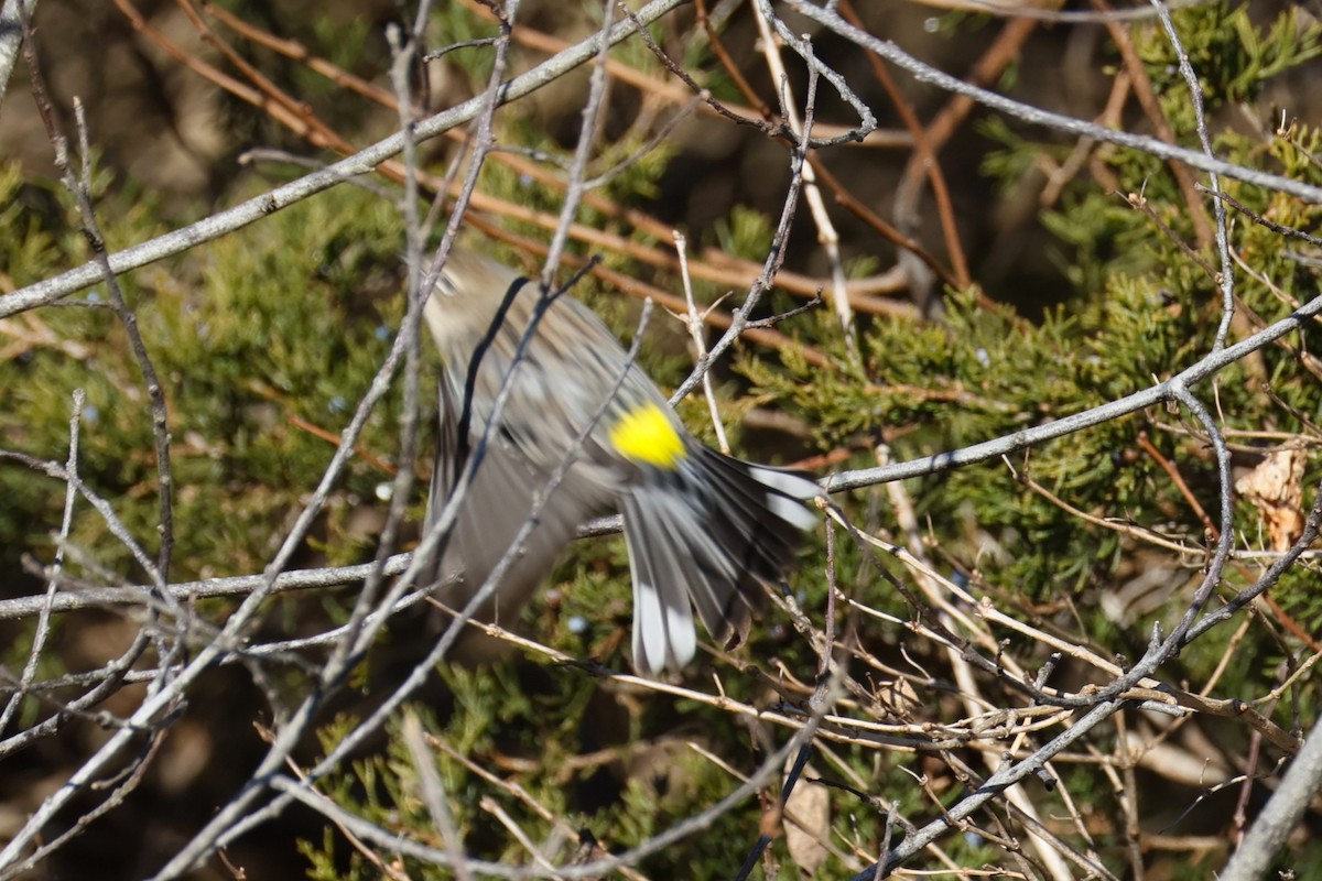 Yellow-rumped Warbler - ML646821397