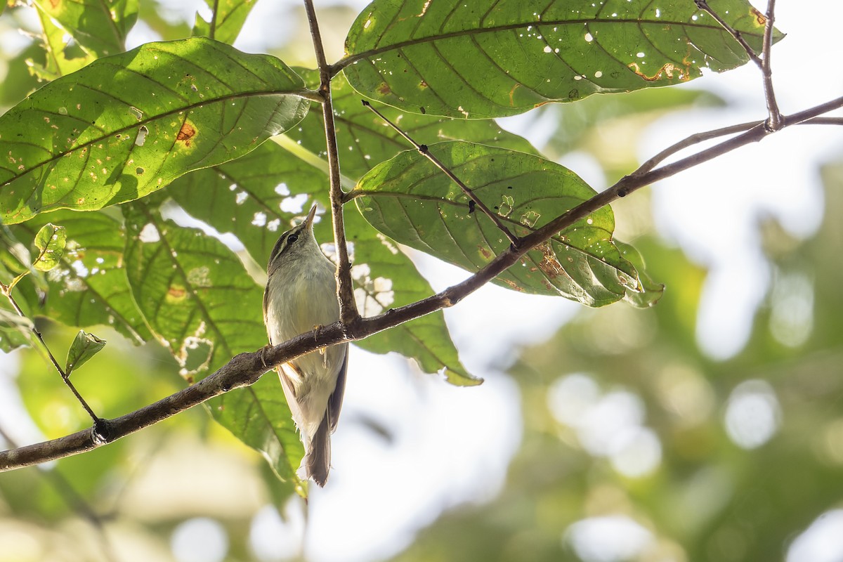 Sakhalin Çıvgını - ML646821398