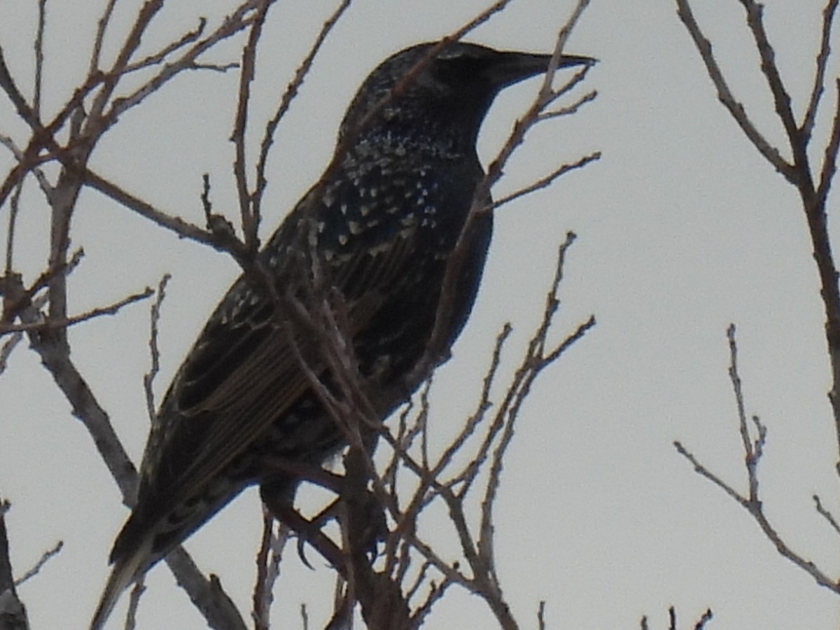 European Starling - ML646821399
