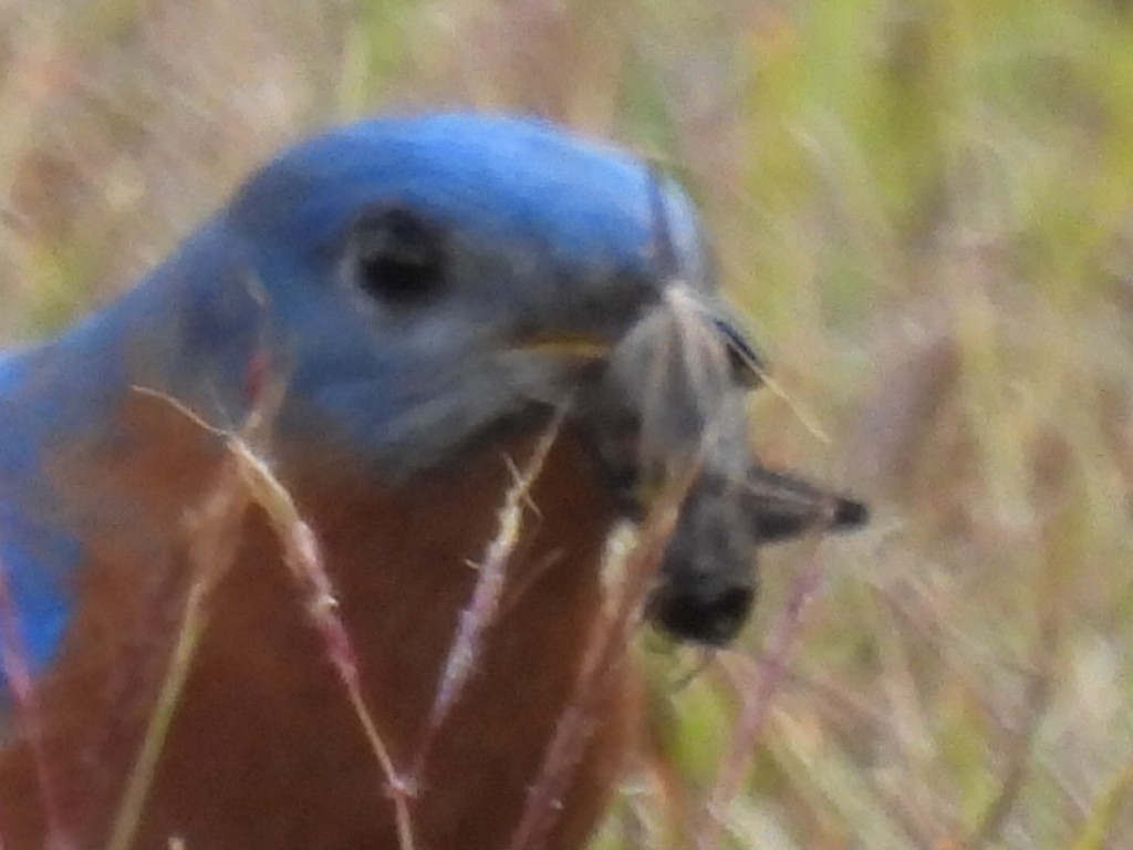 salašník modrý - ML646821403