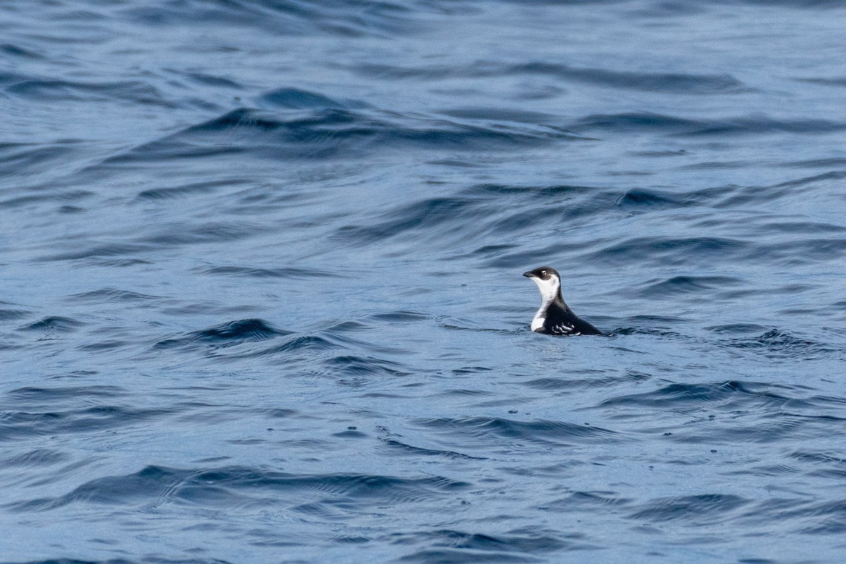 alkekonge - ML646821407