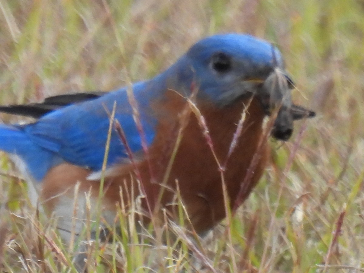 salašník modrý - ML646821408