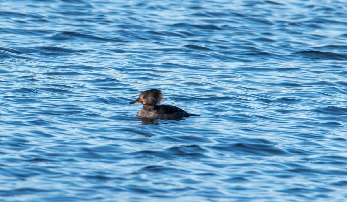 Smergo dal cappuccio - ML646821409