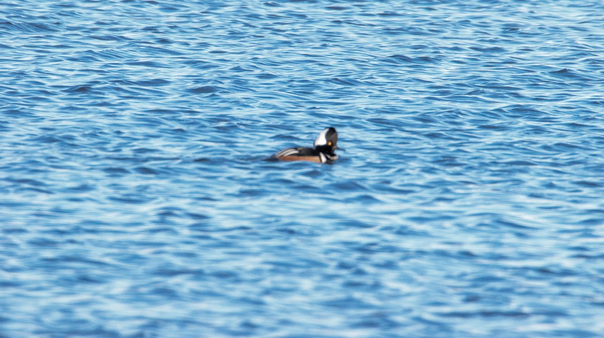 Smergo dal cappuccio - ML646821410