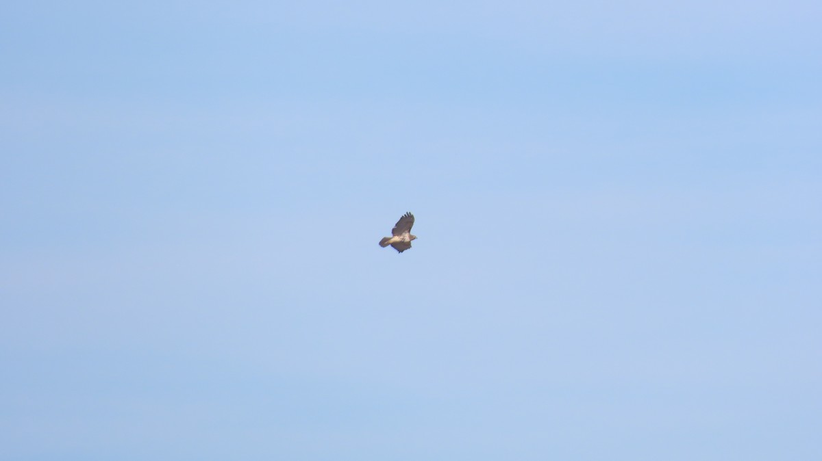 Red-tailed Hawk - ML646821411