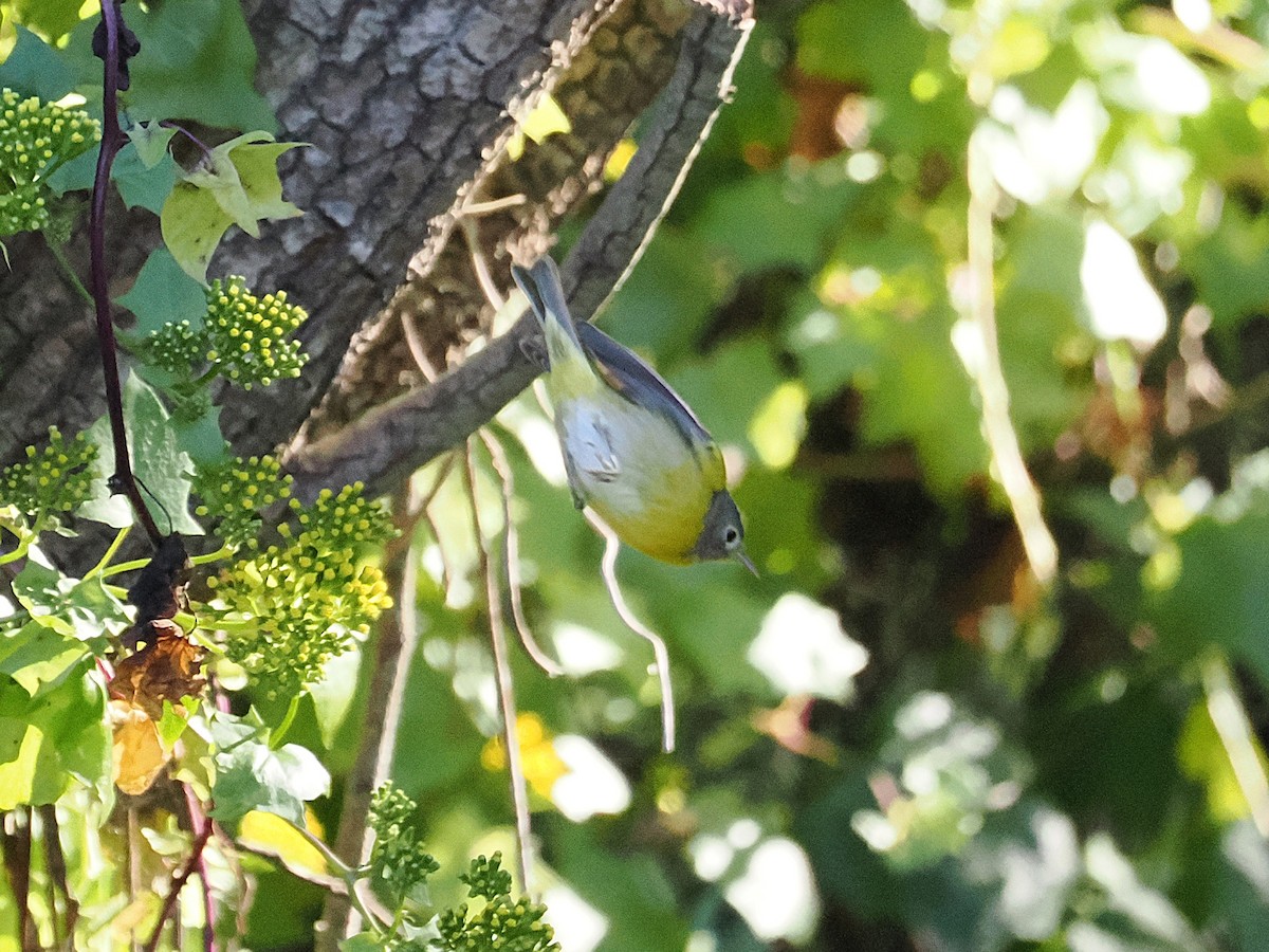 Nashville Warbler - ML646821412