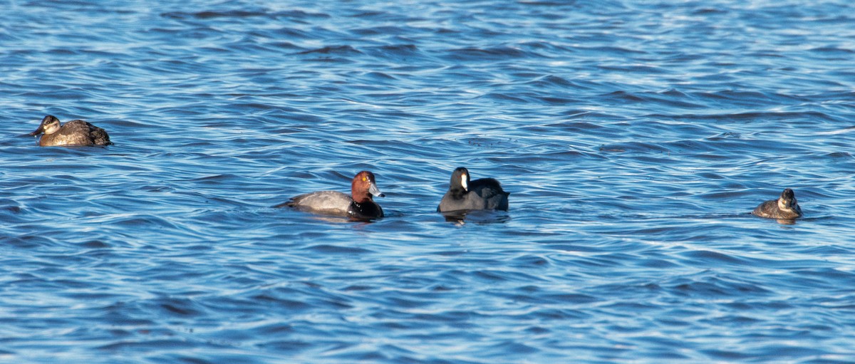 Савка американська - ML646821413