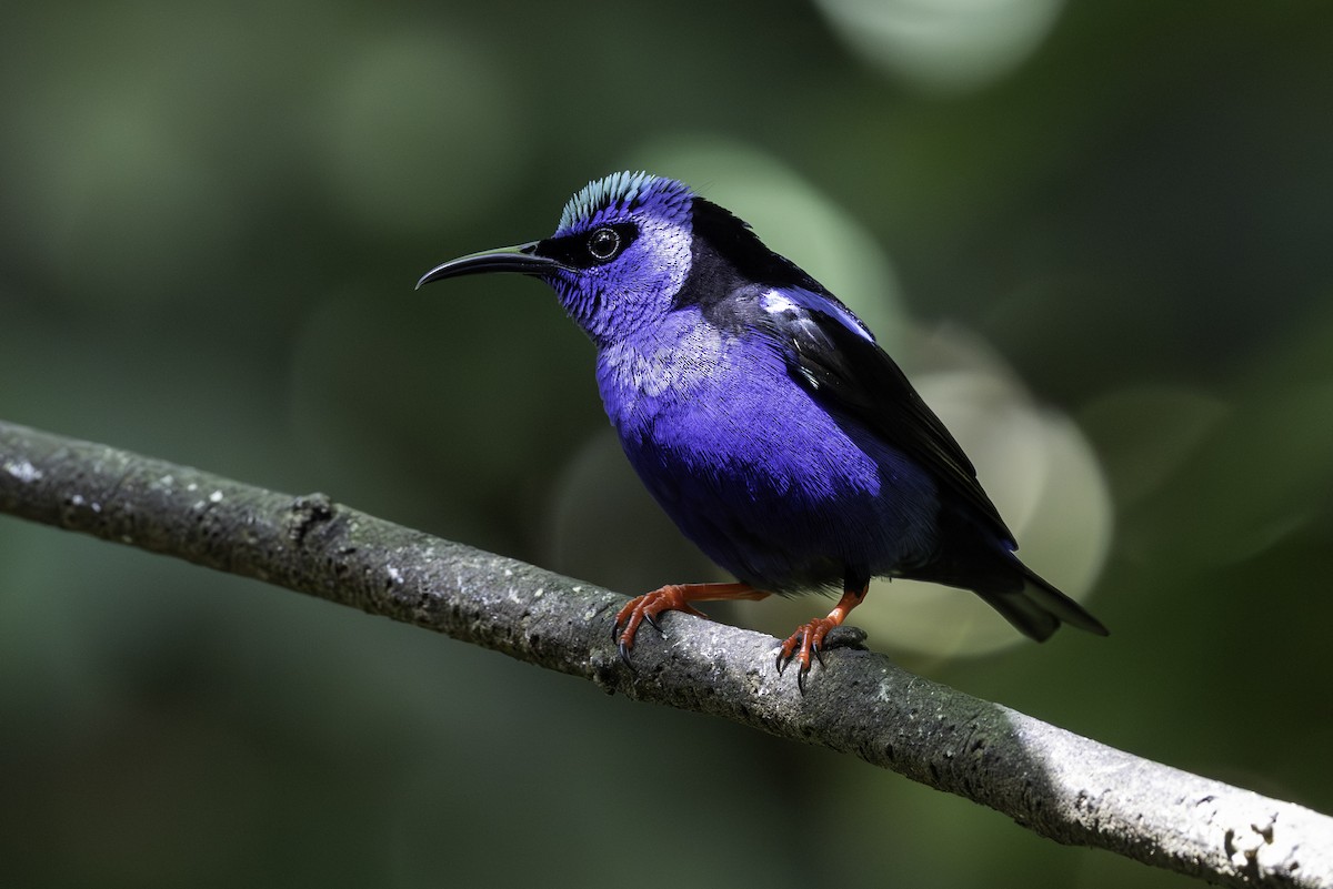 rødbeinhonningkryper - ML646821414