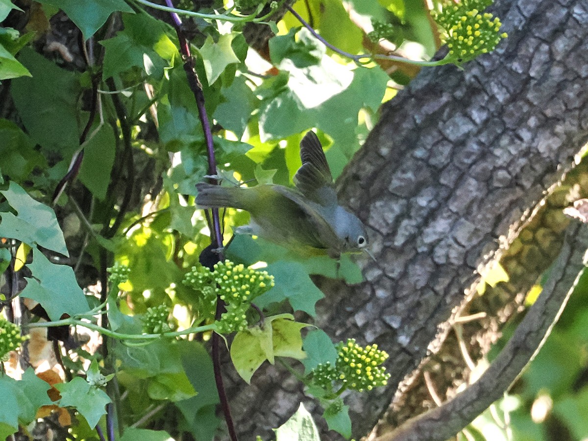 Nashville Warbler - ML646821415