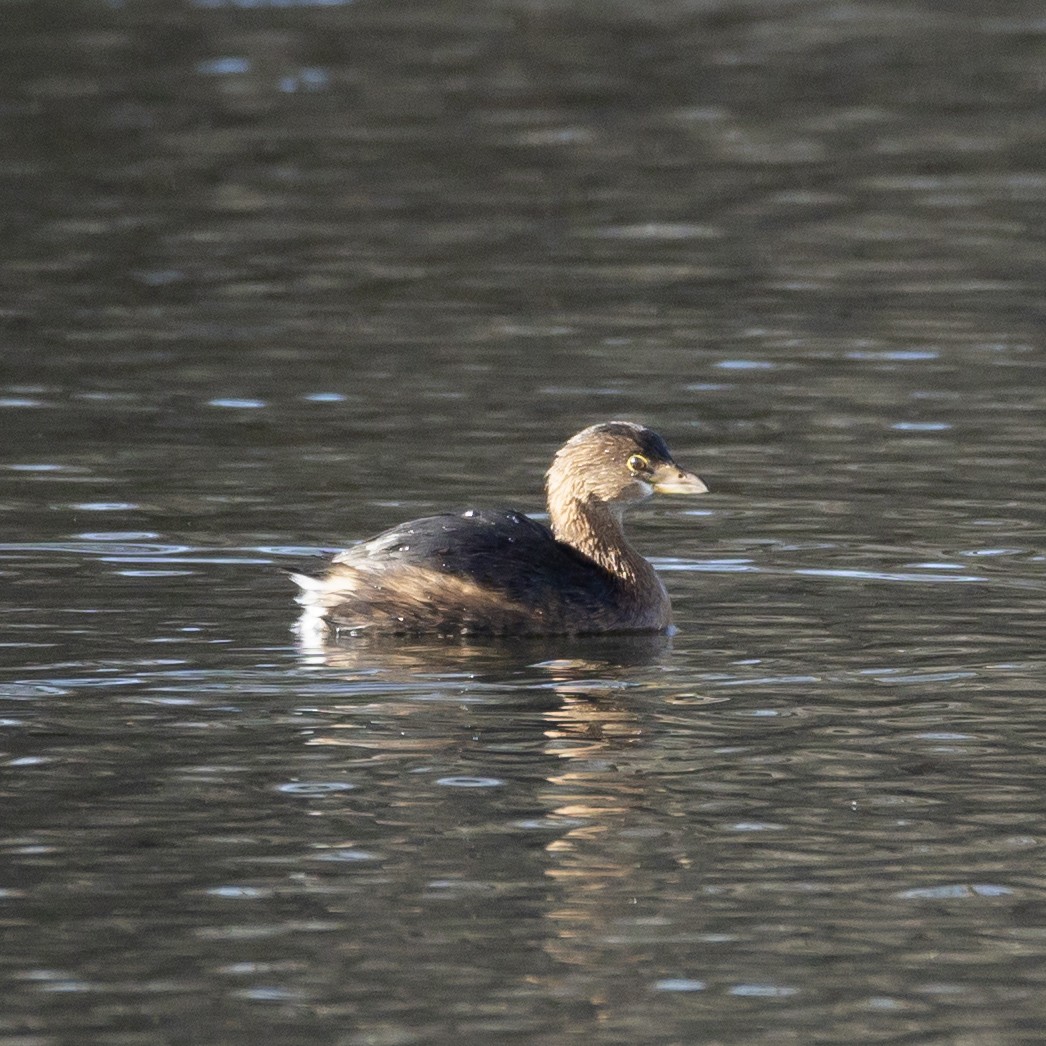 Grèbe à bec bigarré - ML646821420