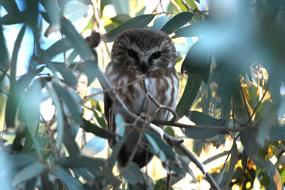 Североамериканский сыч - ML646821424