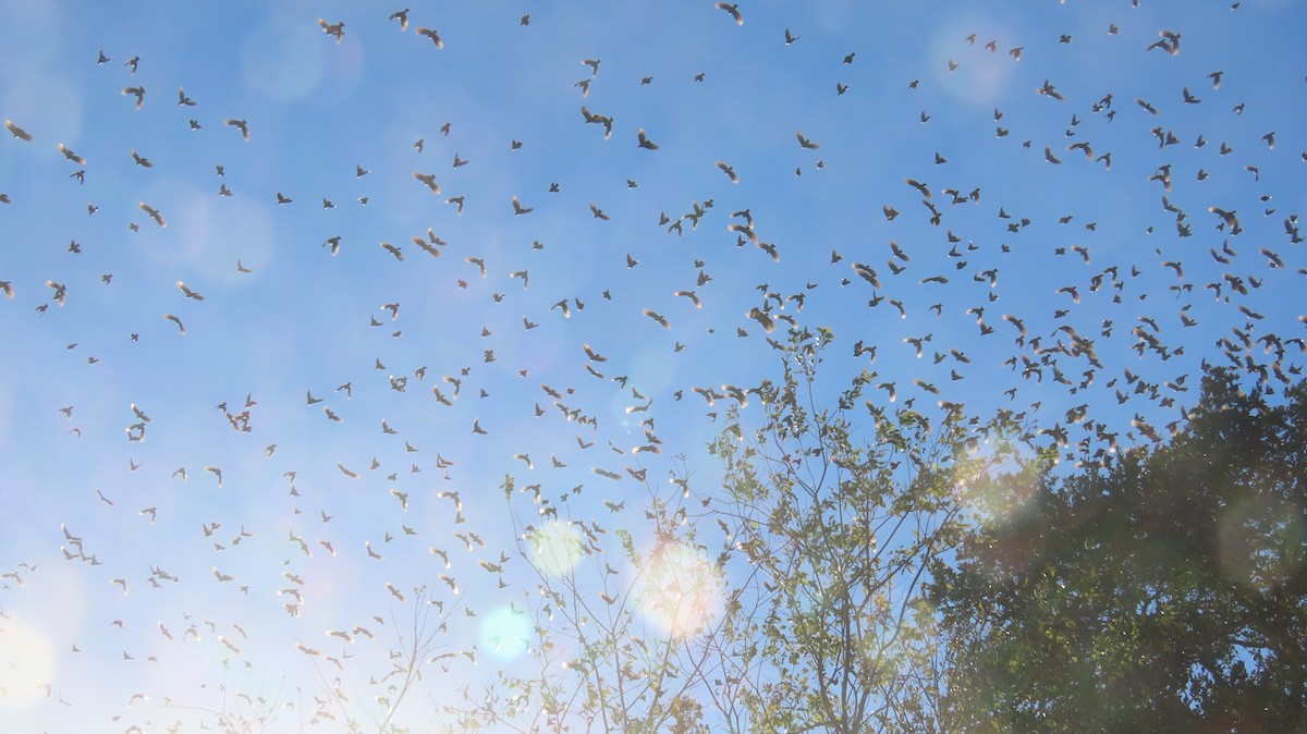 Red-winged Blackbird - ML646821425
