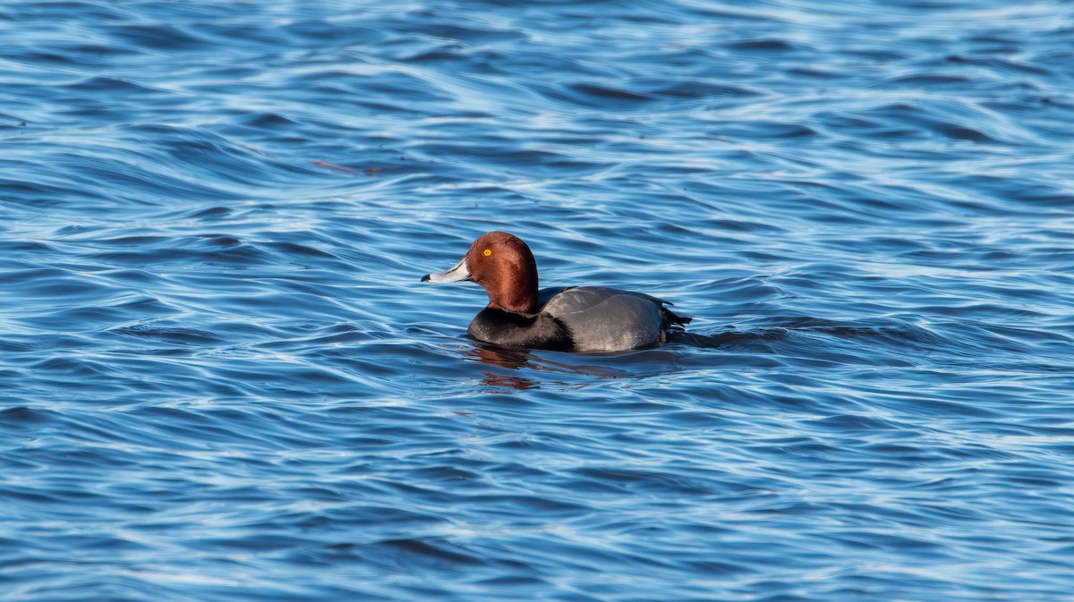 Redhead - ML646821428