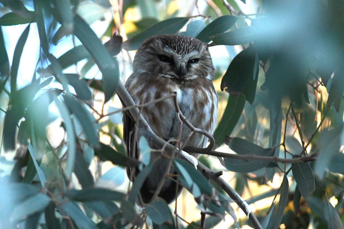 Североамериканский сыч - ML646821429