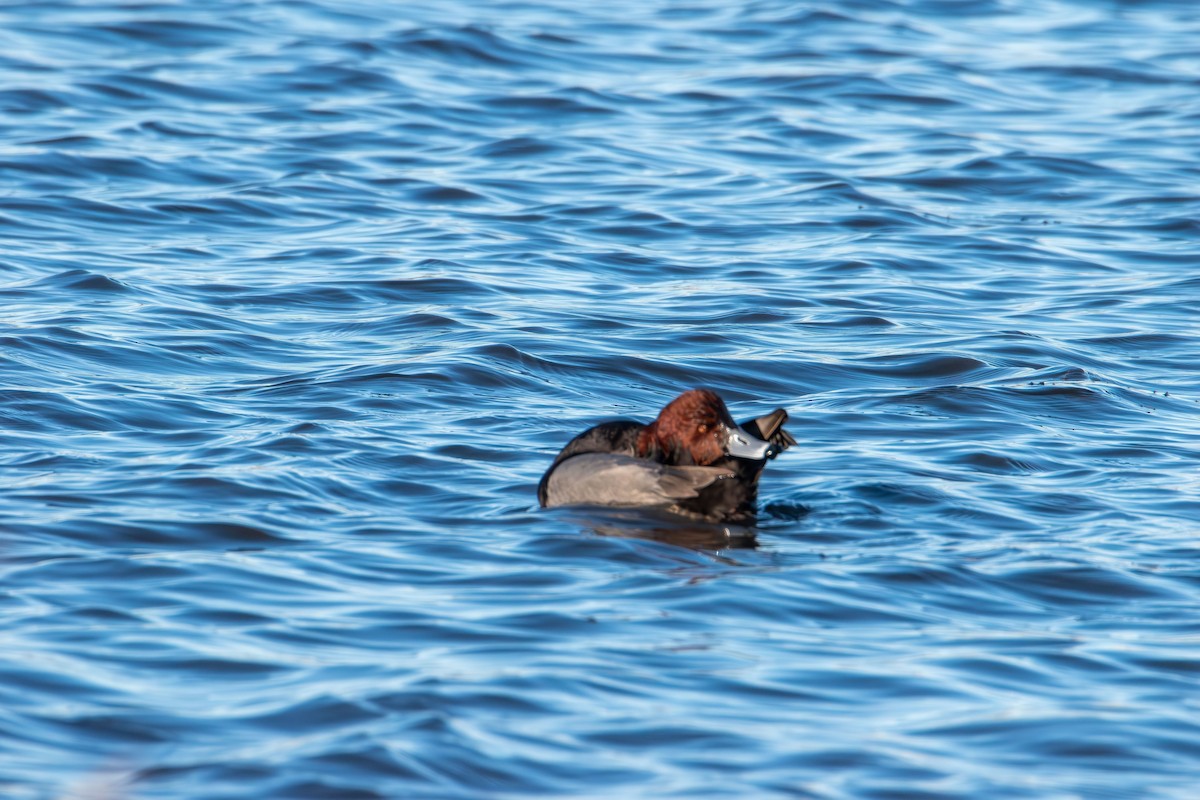 Redhead - ML646821432