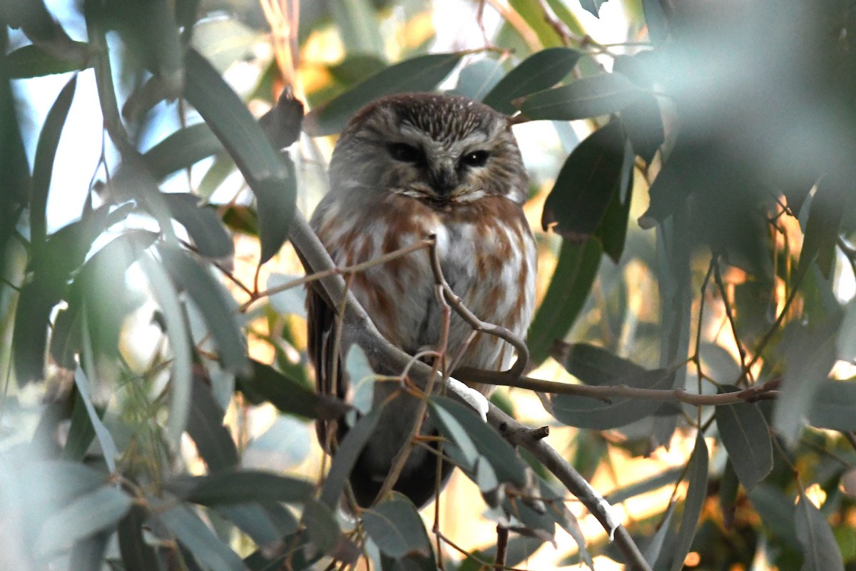 Североамериканский сыч - ML646821433