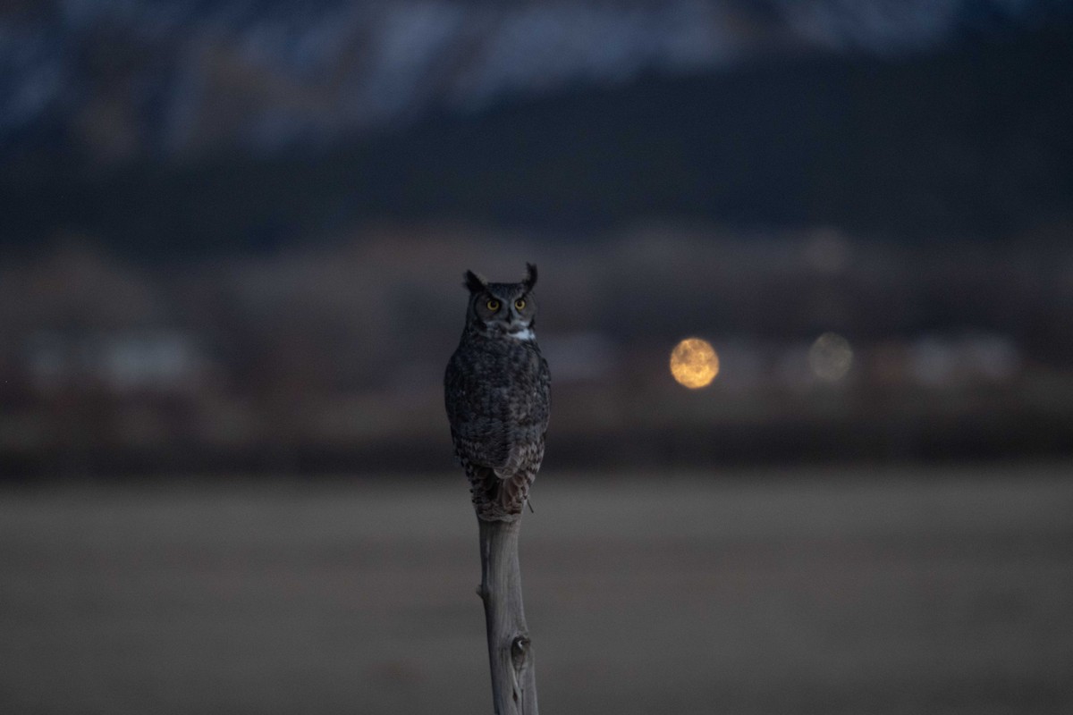 Hontz virginiarra - ML646821434