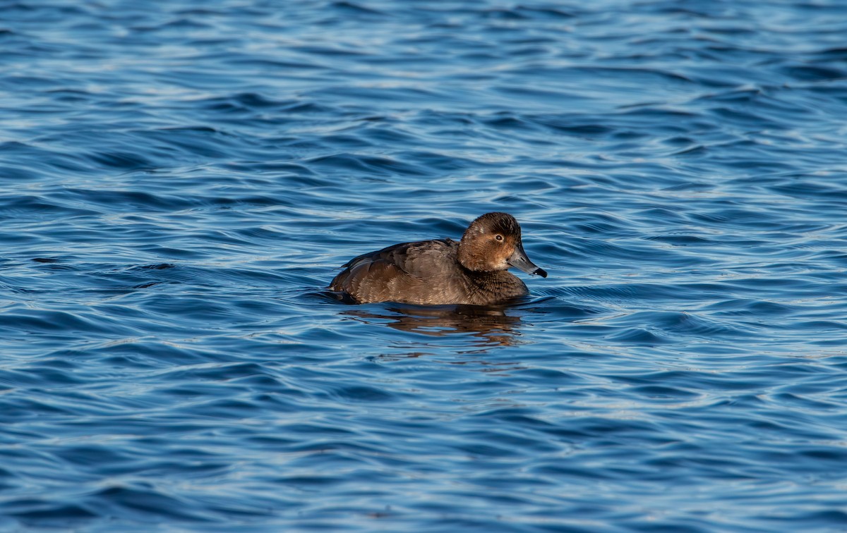 Redhead - ML646821435