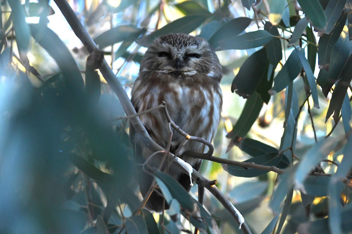 Североамериканский сыч - ML646821440