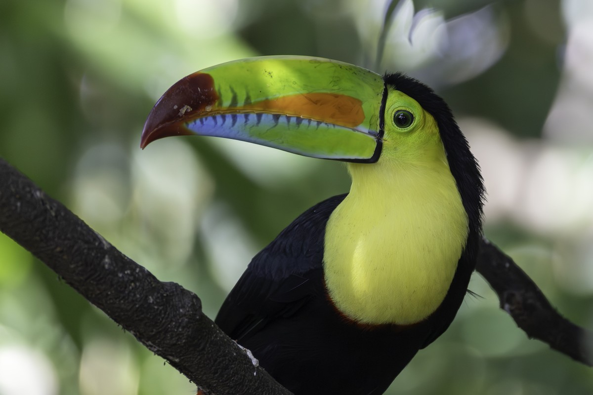 Тукан жовтогорлий - ML646821441