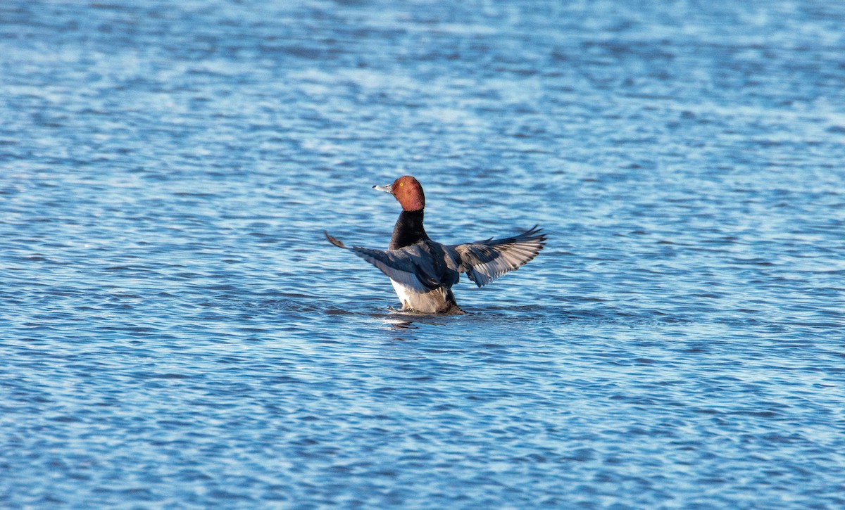Redhead - ML646821442